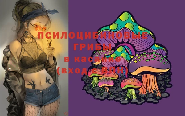 шишки Арсеньев